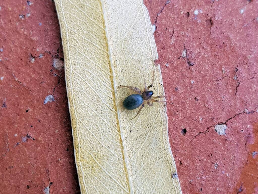 Patriotic Ground Spider (genus Anzacia), Alice Springs NT