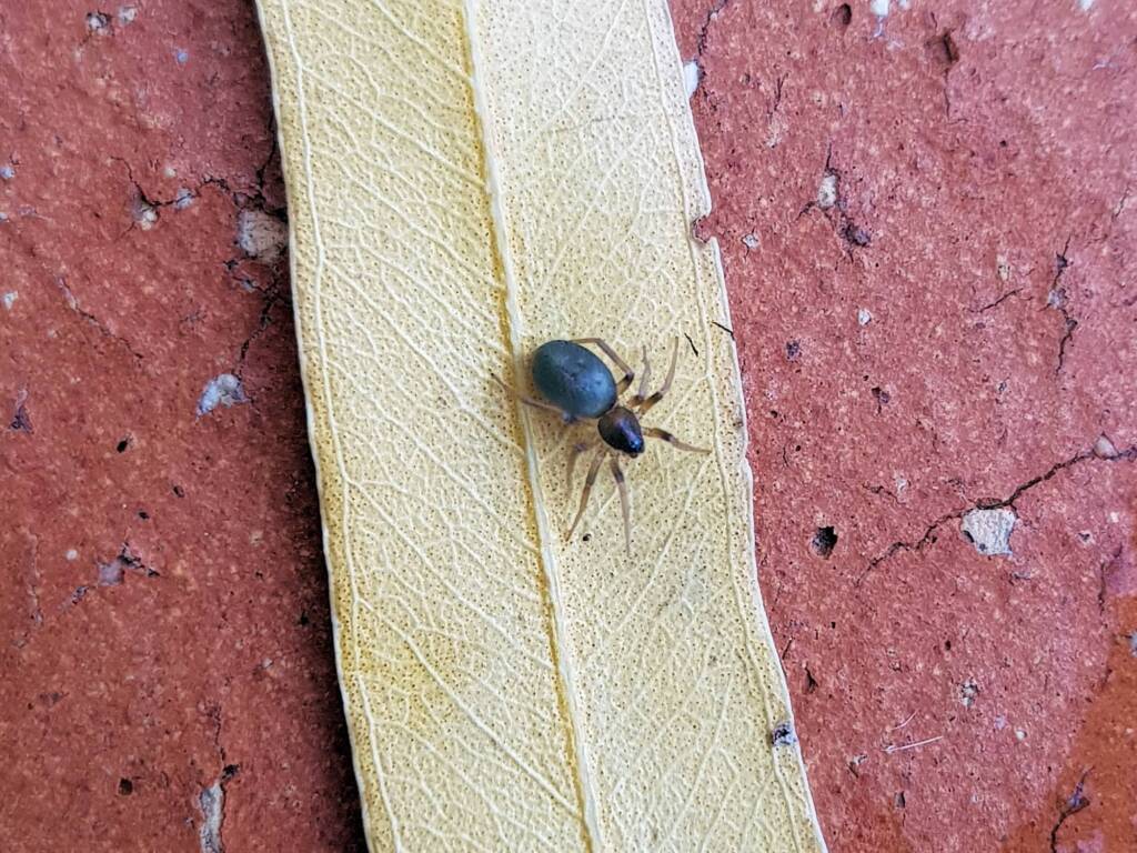 Patriotic Ground Spider (genus Anzacia), Alice Springs NT