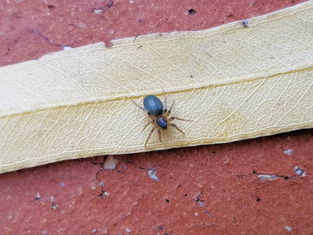 Patriotic Ground Spider (genus Anzacia), Alice Springs NT