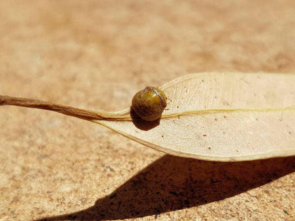 Aphylidae (Pentatomoid Bug), Alice Springs NT