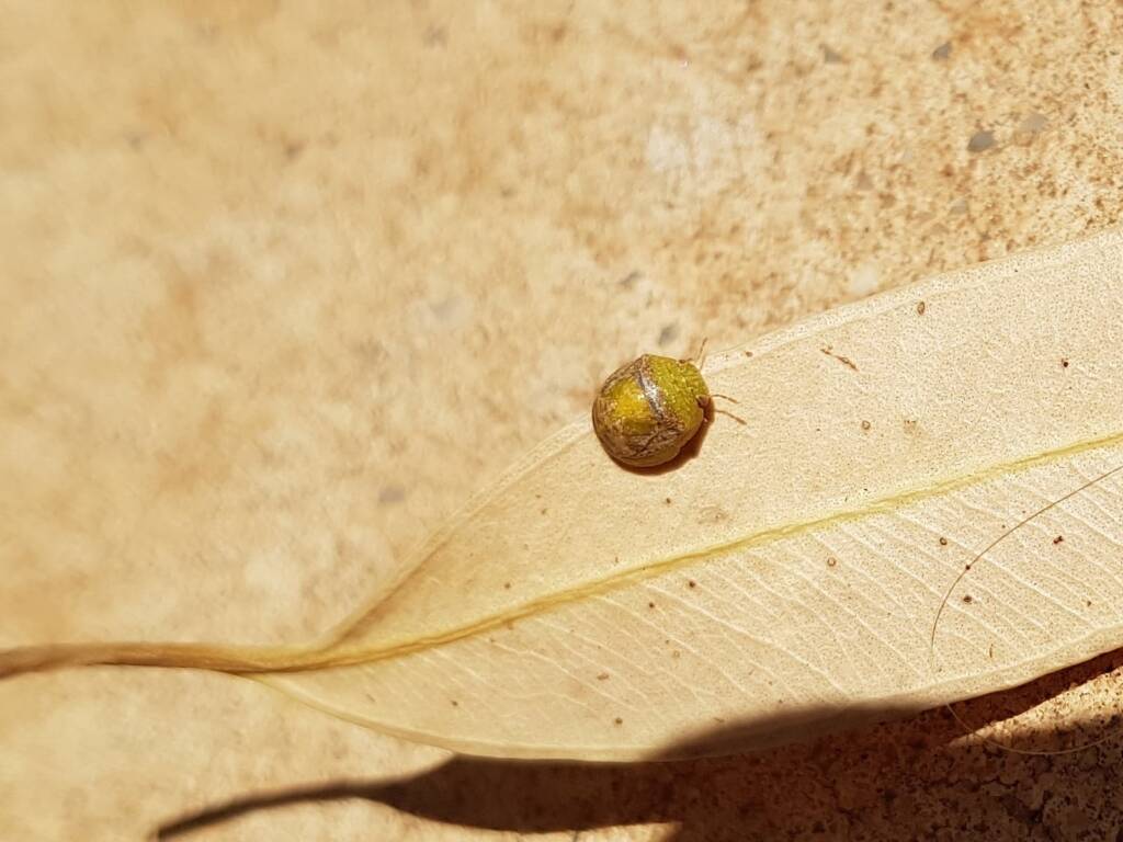Aphylidae (Pentatomoid Bug), Alice Springs NT