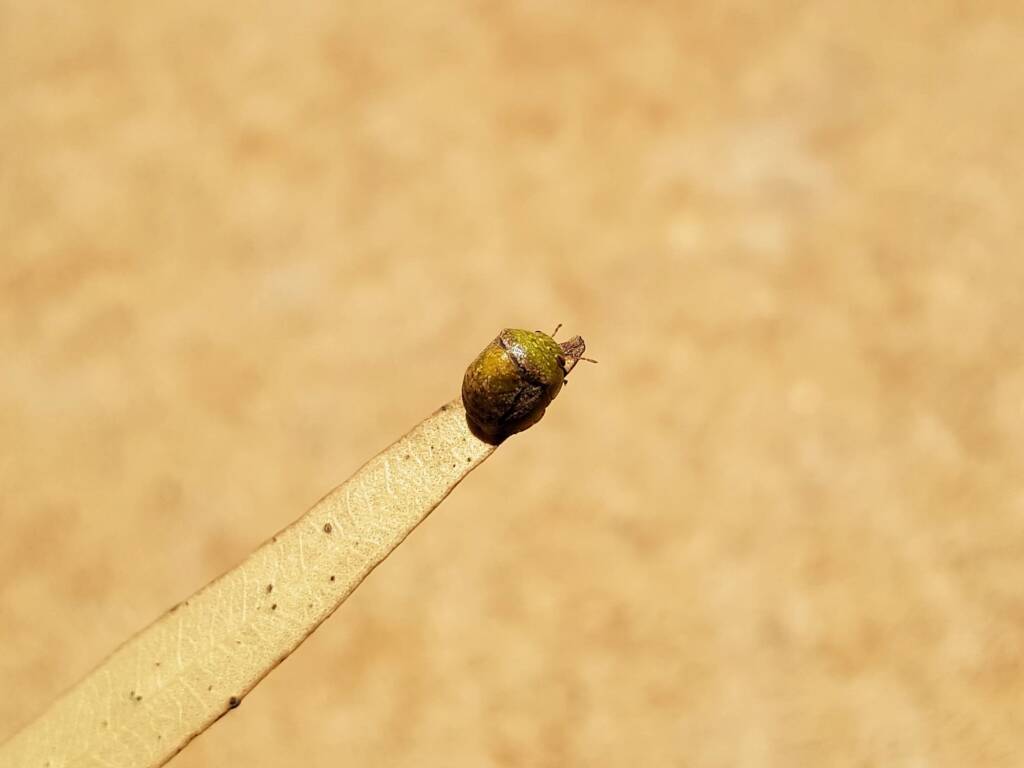 Aphylidae (Pentatomoid Bug), Alice Springs NT