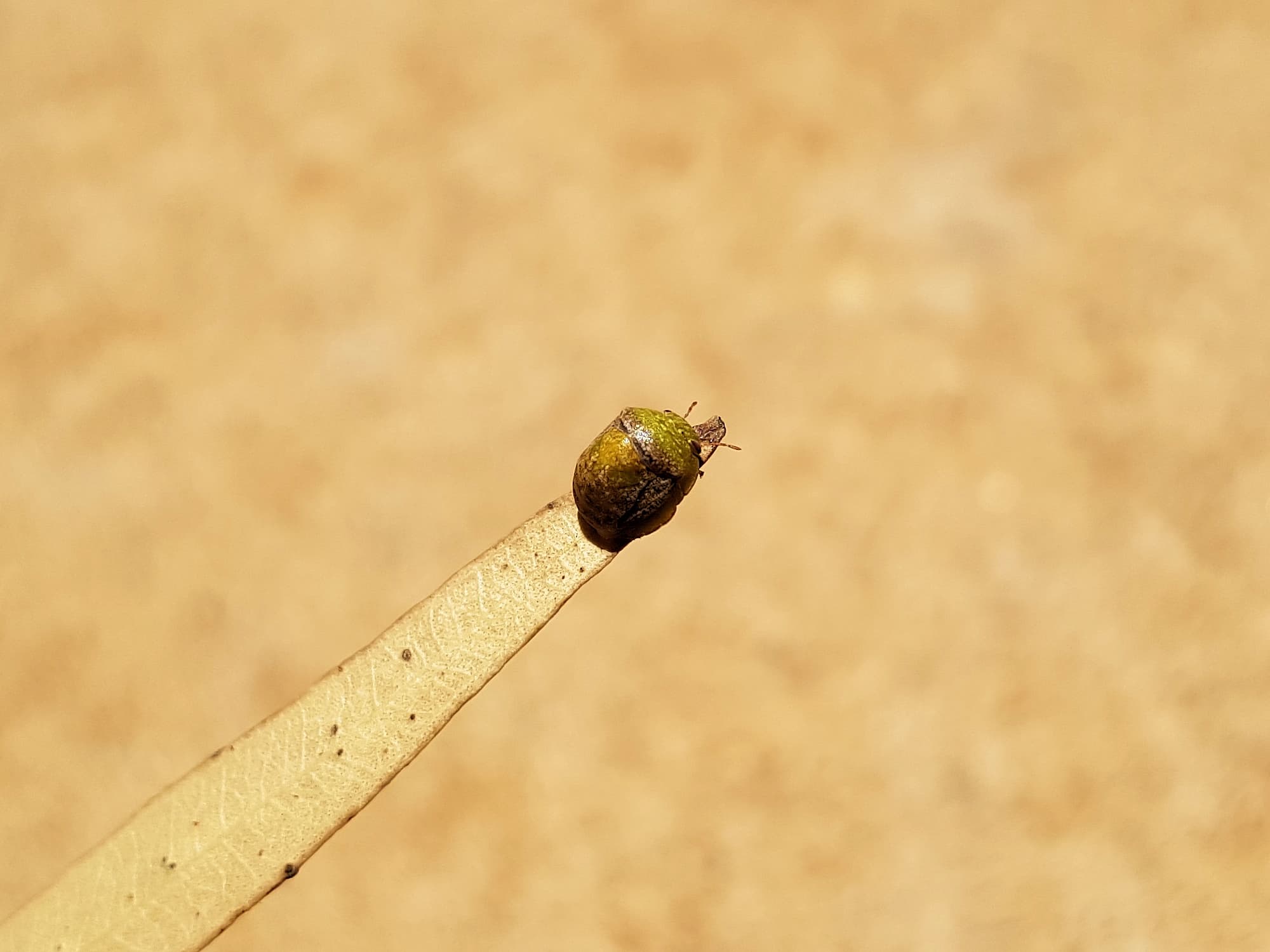 Aphylidae (Pentatomoid Bug), Alice Springs NT
