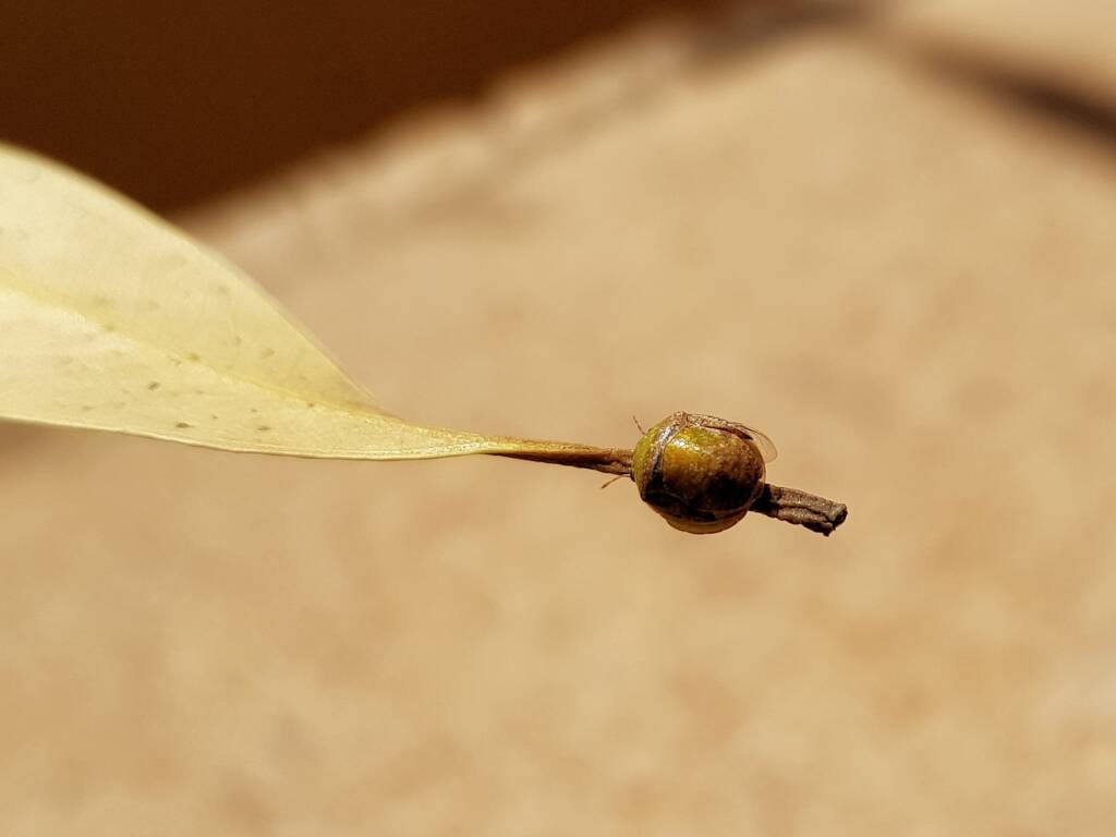 Aphylidae (Pentatomoid Bug), Alice Springs NT