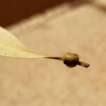 Aphylidae (Pentatomoid Bug), Alice Springs NT