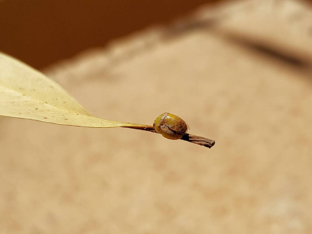 Aphylidae (Pentatomoid Bug), Alice Springs NT
