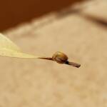 Aphylidae (Pentatomoid Bug), Alice Springs NT