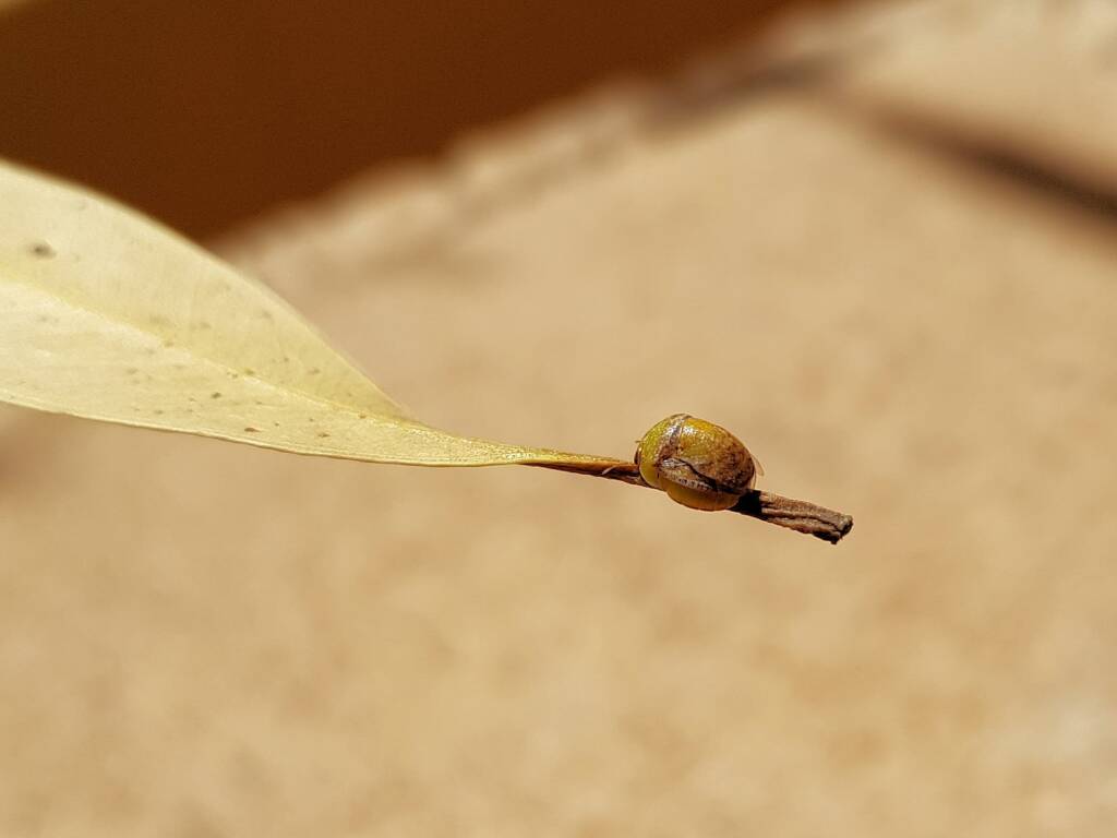Aphylidae (Pentatomoid Bug), Alice Springs NT