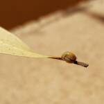 Aphylidae (Pentatomoid Bug), Alice Springs NT