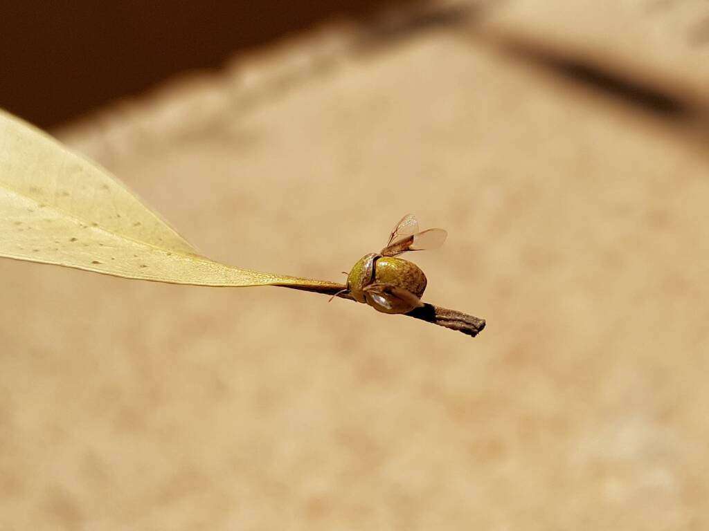 Aphylidae (Pentatomoid Bug), Alice Springs NT