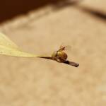 Aphylidae (Pentatomoid Bug), Alice Springs NT