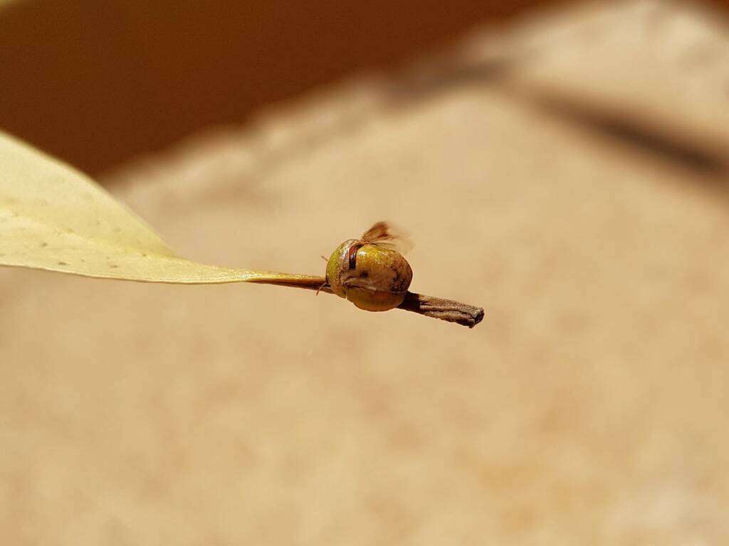 Aphylidae (Pentatomoid Bug), Alice Springs NT