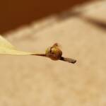 Aphylidae (Pentatomoid Bug), Alice Springs NT