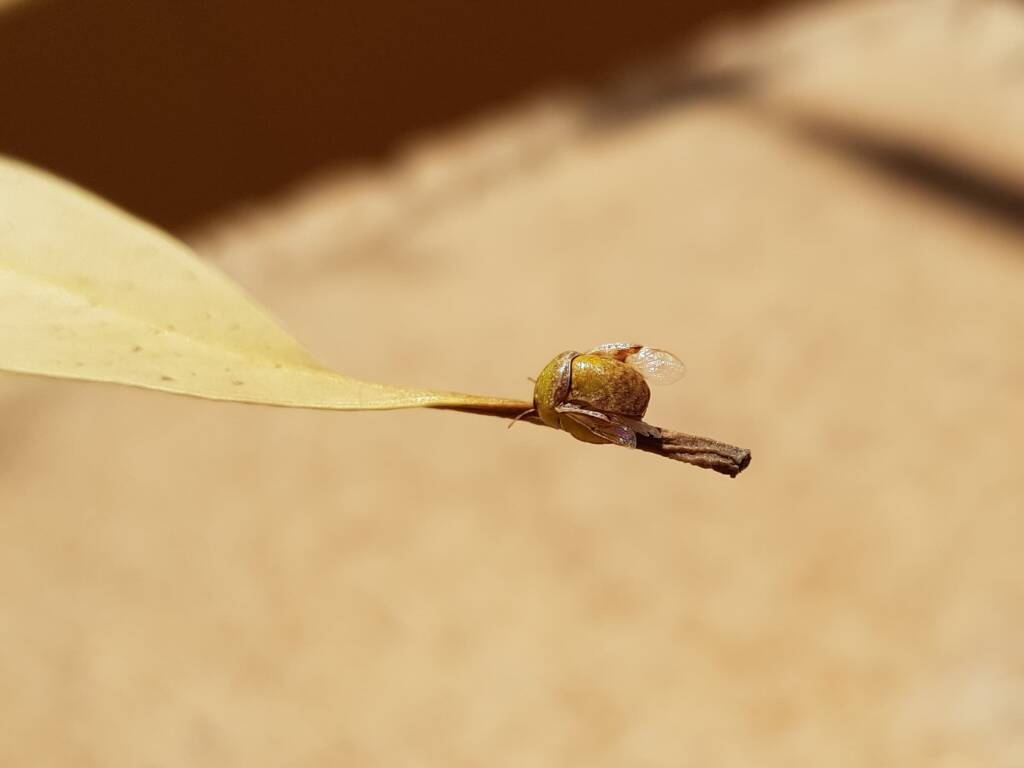 Aphylidae (Pentatomoid Bug), Alice Springs NT