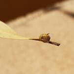 Aphylidae (Pentatomoid Bug), Alice Springs NT