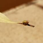 Aphylidae (Pentatomoid Bug), Alice Springs NT