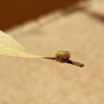 Aphylidae (Pentatomoid Bug), Alice Springs NT