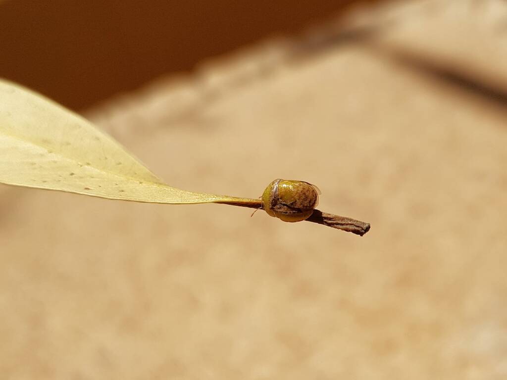 Aphylidae (Pentatomoid Bug), Alice Springs NT