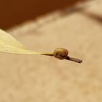 Aphylidae (Pentatomoid Bug), Alice Springs NT