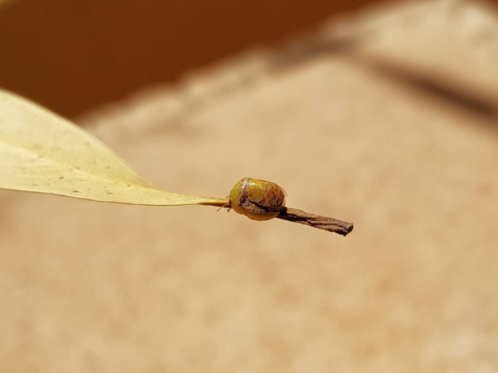 Aphylidae (Pentatomoid Bug), Alice Springs NT