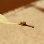 Aphylidae (Pentatomoid Bug), Alice Springs NT