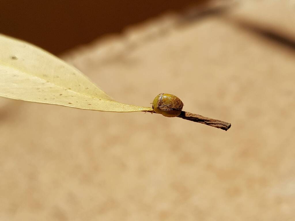 Aphylidae (Pentatomoid Bug), Alice Springs NT