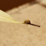 Aphylidae (Pentatomoid Bug), Alice Springs NT