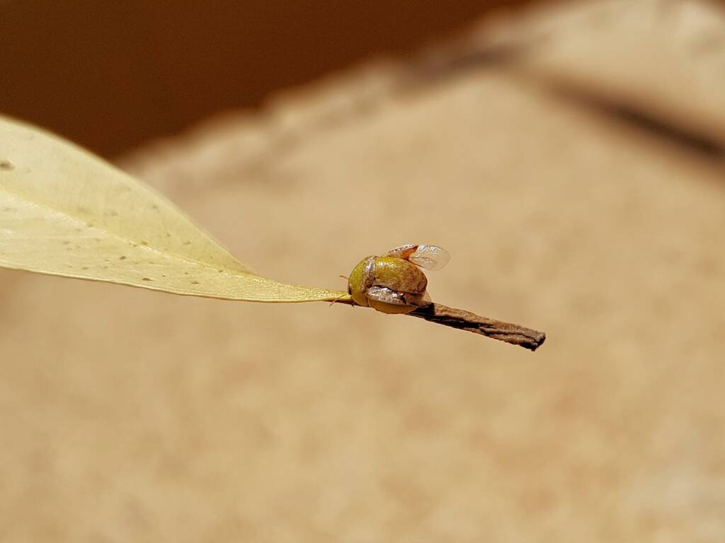 Aphylidae (Pentatomoid Bug), Alice Springs NT