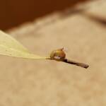 Aphylidae (Pentatomoid Bug), Alice Springs NT