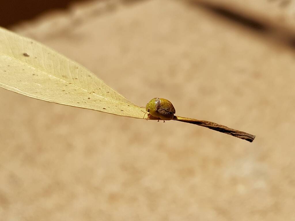Aphylidae (Pentatomoid Bug), Alice Springs NT