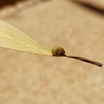 Aphylidae (Pentatomoid Bug), Alice Springs NT