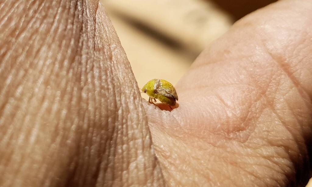 Aphylidae (Pentatomoid Bug), Alice Springs NT