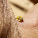 Aphylidae (Pentatomoid Bug), Alice Springs NT