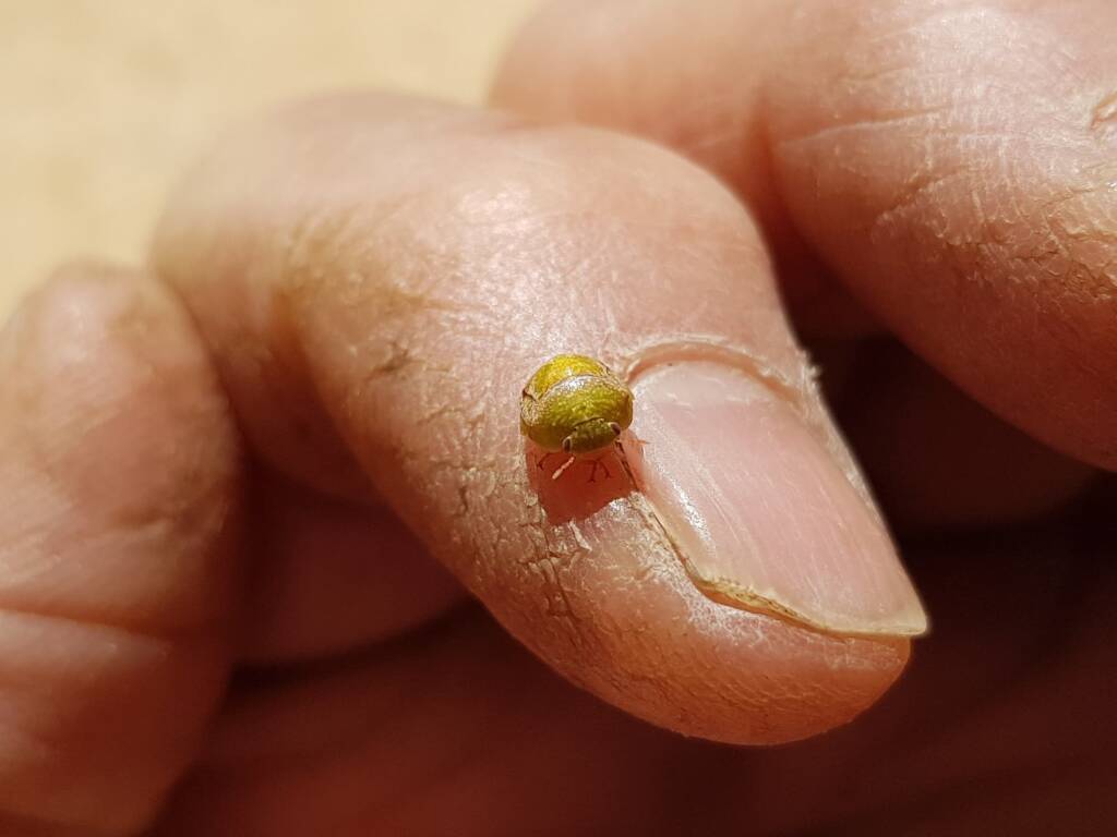 Aphylidae (Pentatomoid Bug), Alice Springs NT