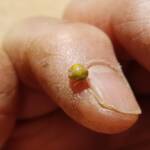 Aphylidae (Pentatomoid Bug), Alice Springs NT
