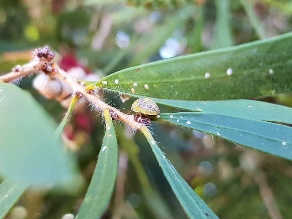 Aphylidae (Pentatomoid Bug), Alice Springs NT