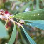 Aphylidae (Pentatomoid Bug), Alice Springs NT