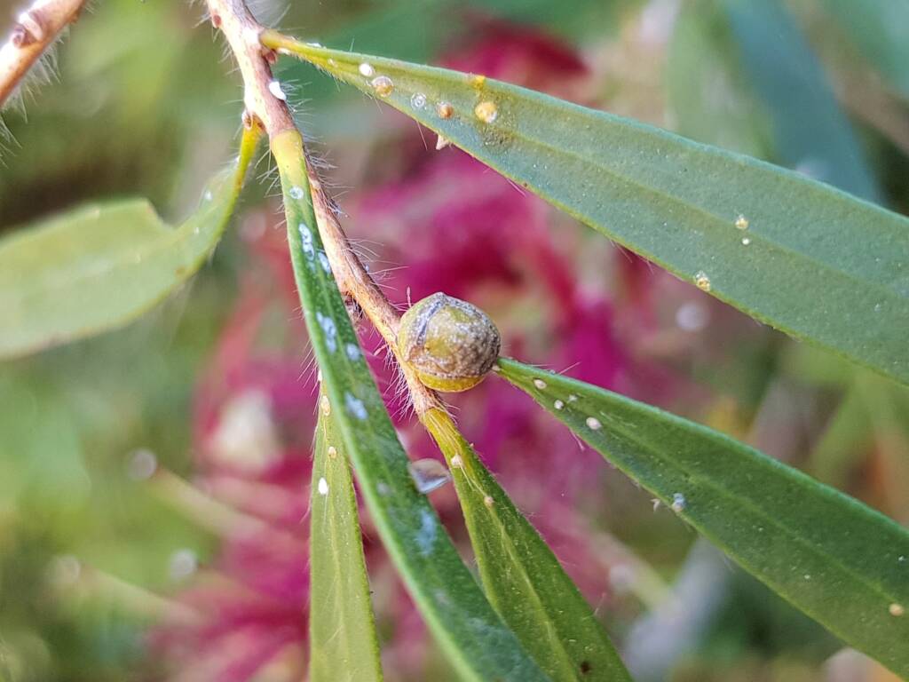 Aphylidae (Pentatomoid Bug), Alice Springs NT