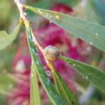 Aphylidae (Pentatomoid Bug), Alice Springs NT