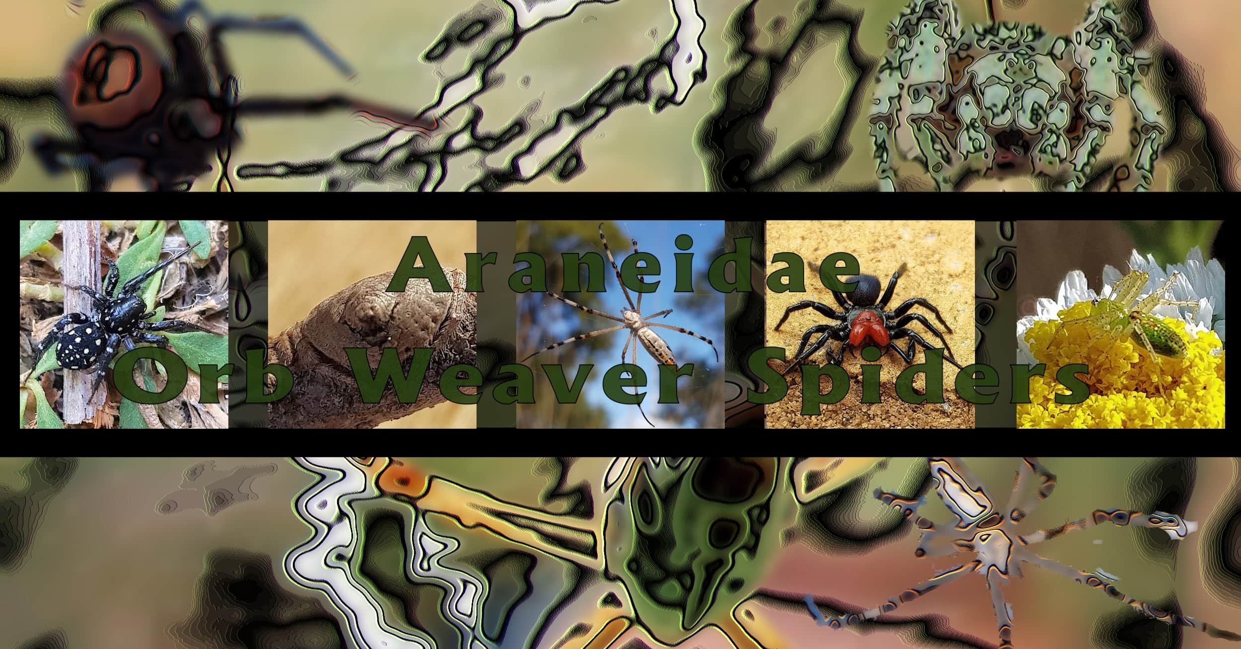 Araneidae Orb Weaver Spider - Ausemade filmstrip