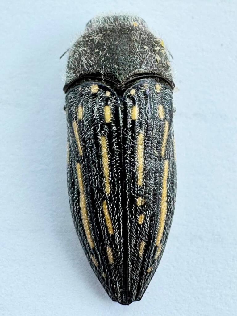 Astraeus aberrans, Paynes Find WA © Mark Hanlon