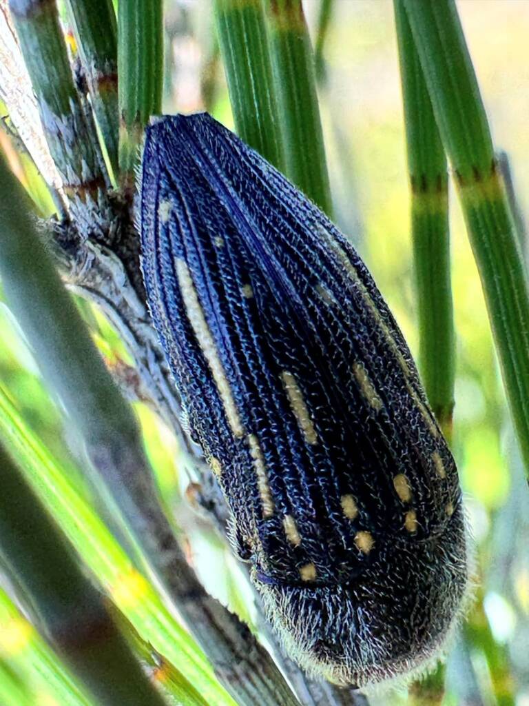 Astraeus aberrans, Paynes Find WA © Mark Hanlon