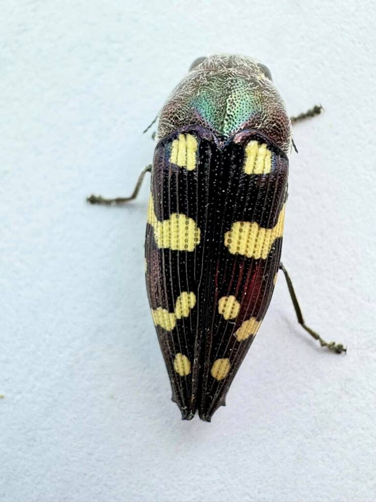 Astraeus goerlingi, Pindar WA © Mark Hanlon