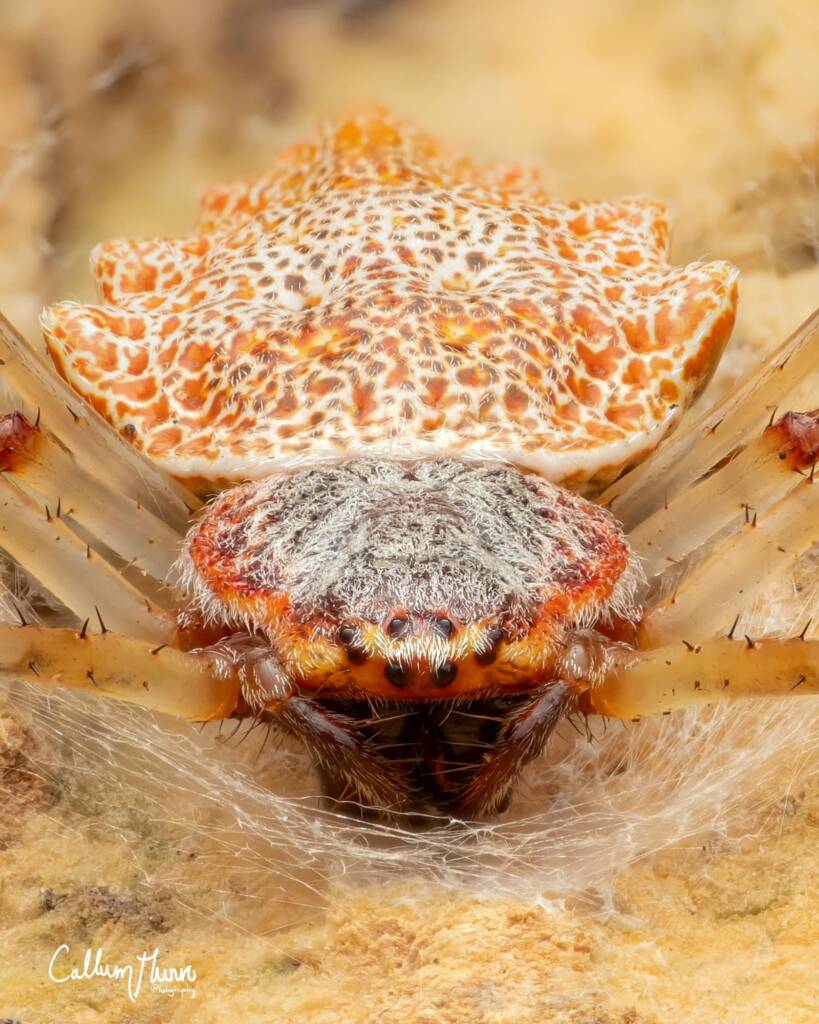 Australian Coin Spider (Herennia sp), Rapid Creek NT © Callum Munro / Callum Munro Photography