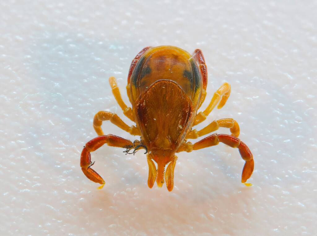 Australian Paralysis Tick (Ixodes holocyclus), Benandarah NSW © Phil Warburton