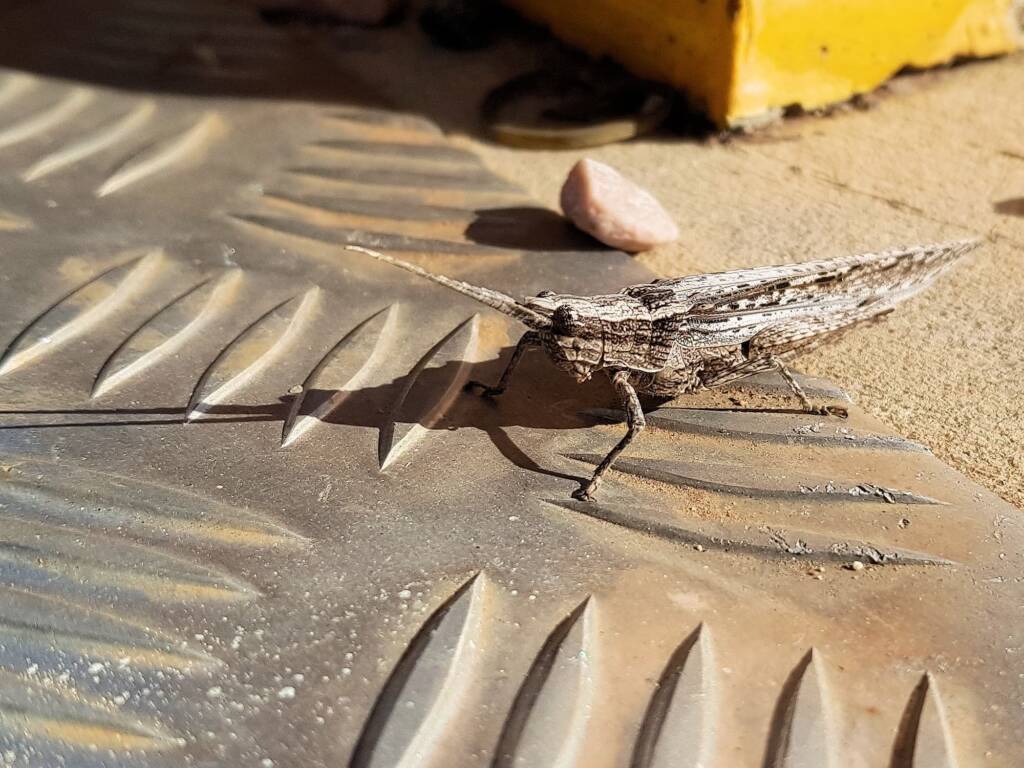 Coryphistes sp (Bark Mimic Grasshopper), Alice Springs NT