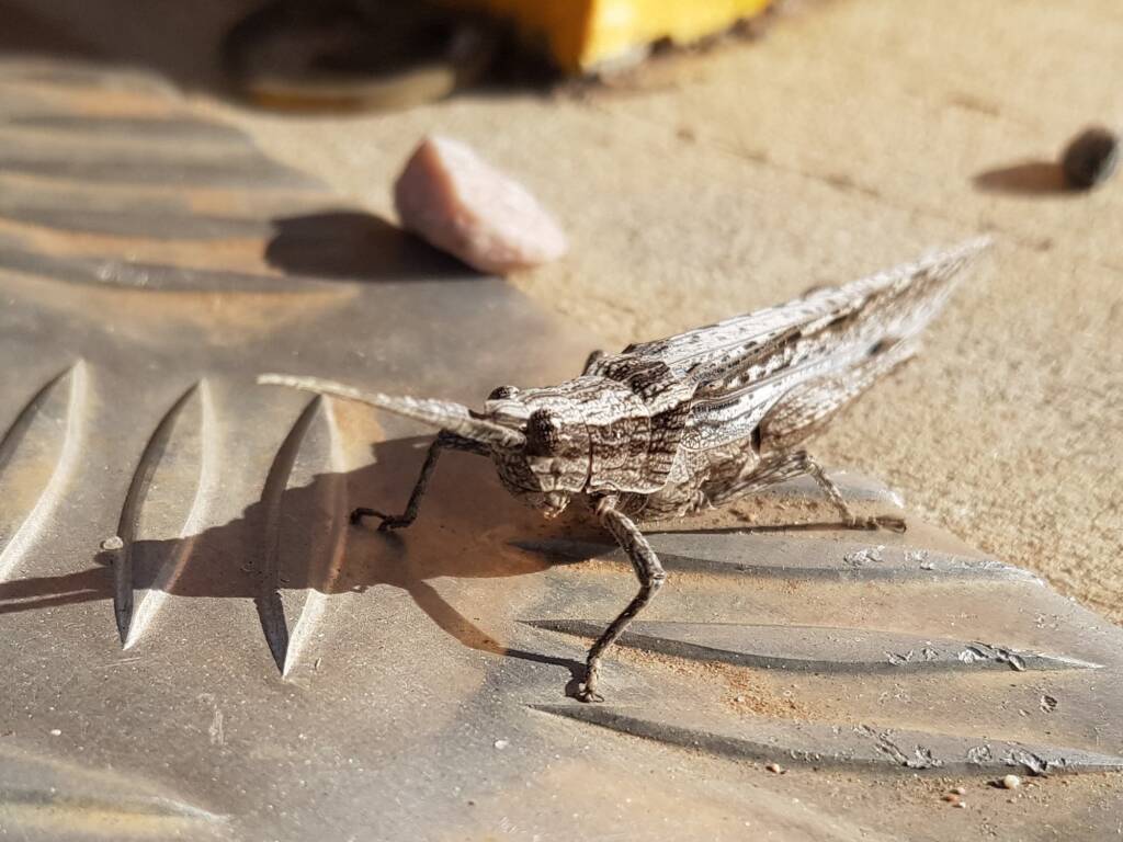 Coryphistes sp (Bark Mimic Grasshopper), Alice Springs NT