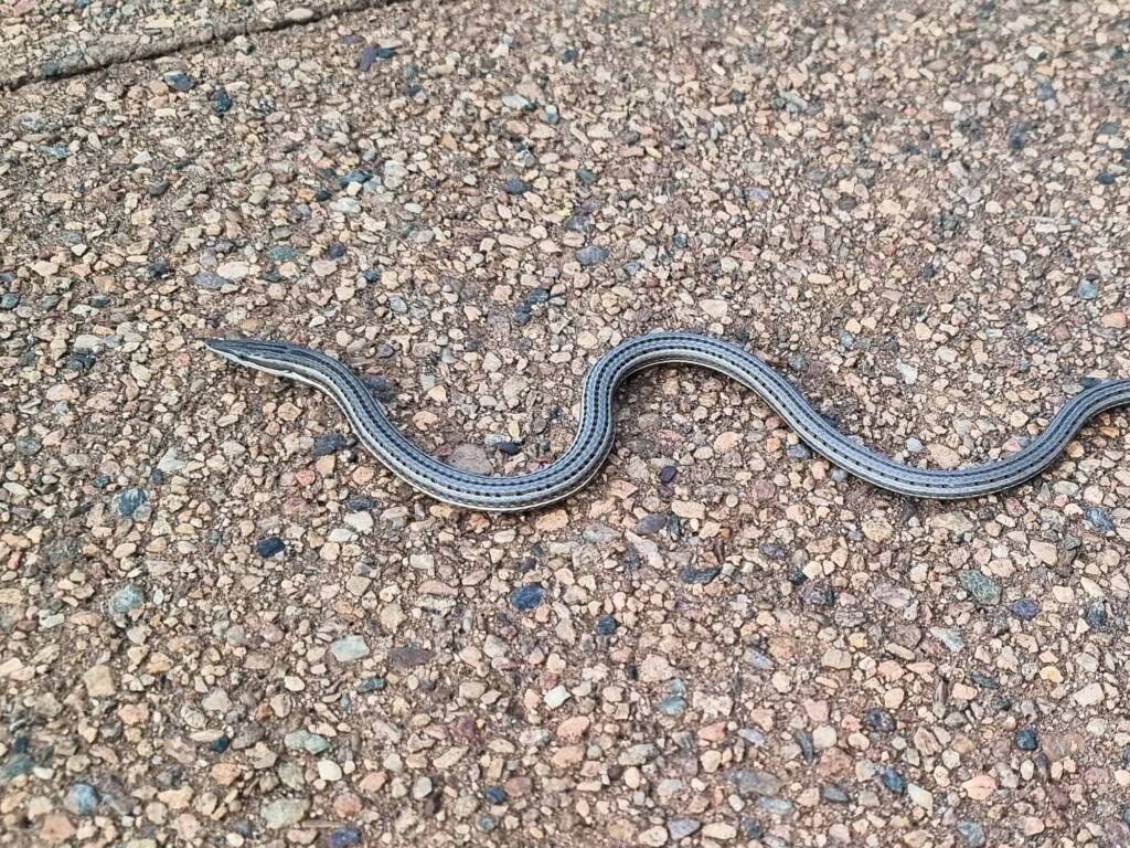 Burton's Legless Lizard (Lialis burtonis), Alice Springs Desert Park NT