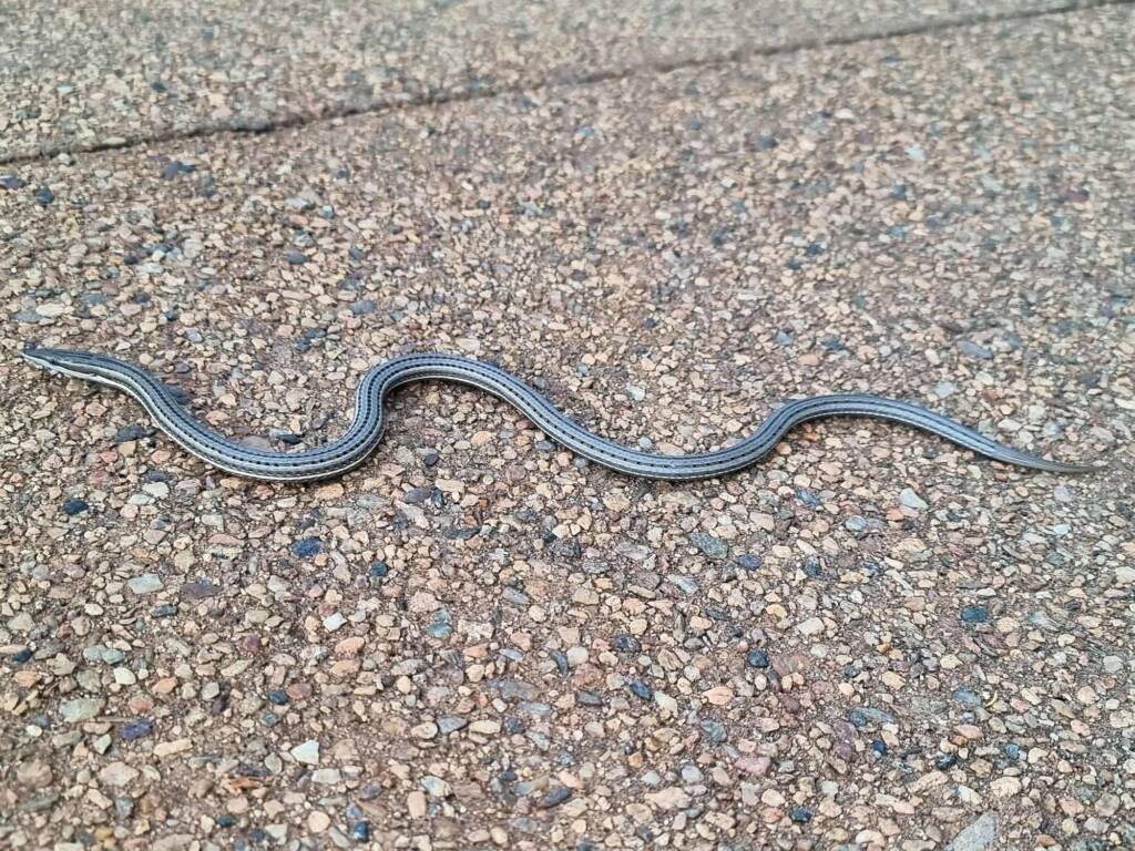 Burton's Legless Lizard (Lialis burtonis), Alice Springs Desert Park NT