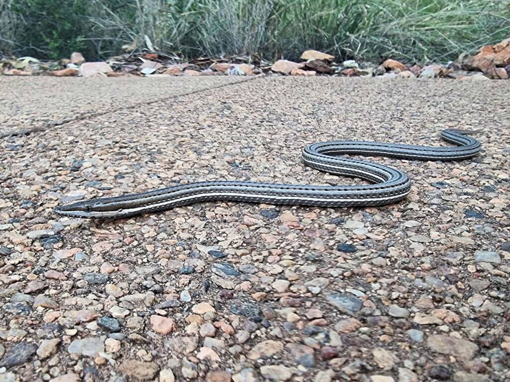 Burton's Legless Lizard (Lialis burtonis), Alice Springs Desert Park NT